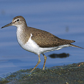 Common Sandpiper